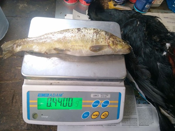 Cormoran truite 450 g reduite 1