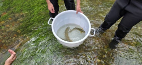 Réduit 9 poissons capturés